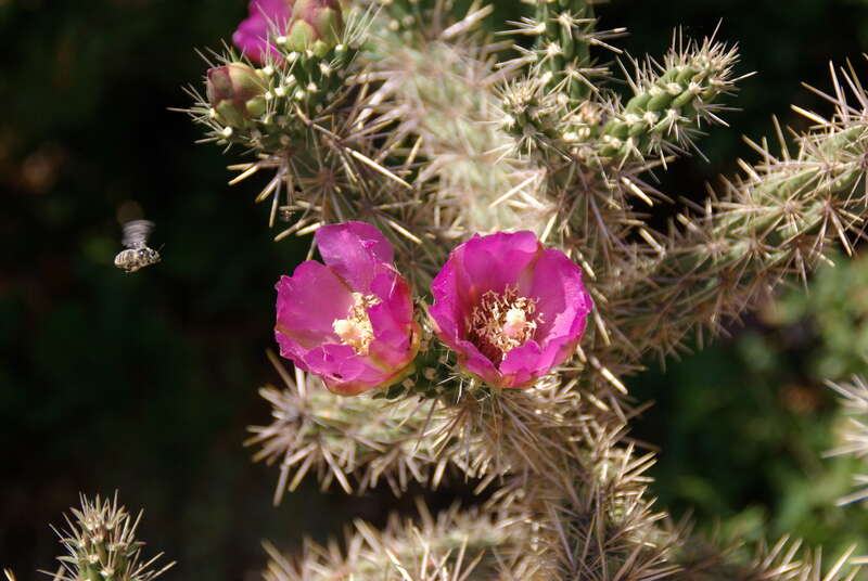 A bee about to get into the cactus flower.
