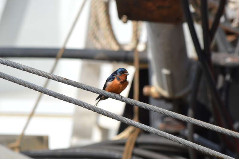 Barn Swallow (Hirundo rustica)