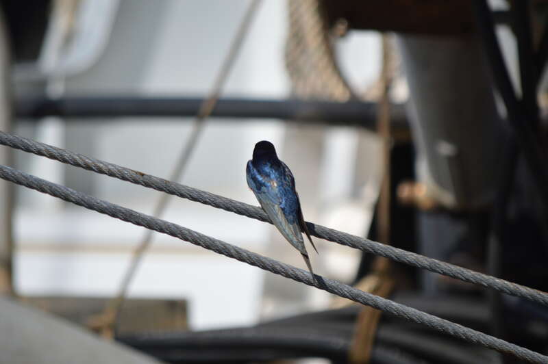 Barn Swallow (Hirundo rustica)