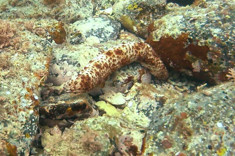 Holothuria (Stauropora) pervicax  Selenka, 1867. Kushimoto, Wakayama, Japan.