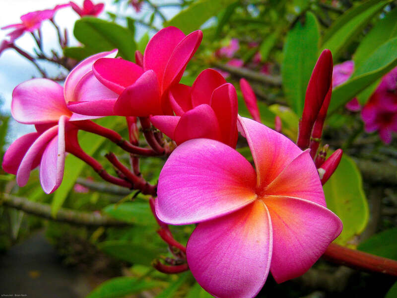 In the Kula botanical garden