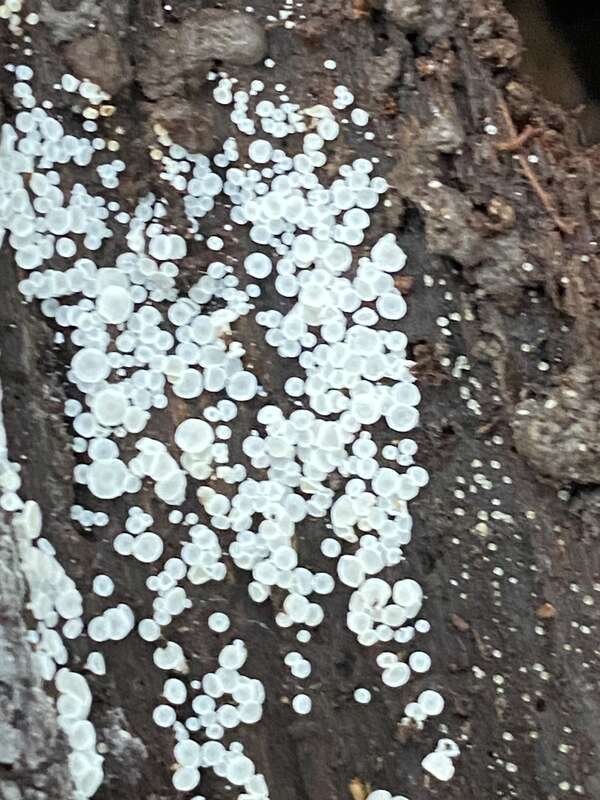 stalked hairy fairy cup (Lachnum virgineum)