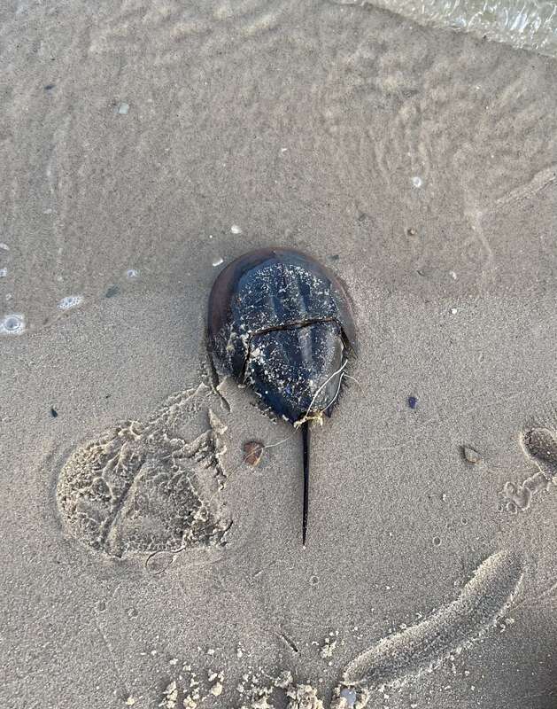 Atlantic Horseshoe Crab (Limulus polyphemus)