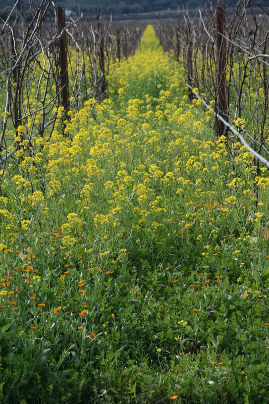 Opus One Vineyard, St. Helena, February 2011