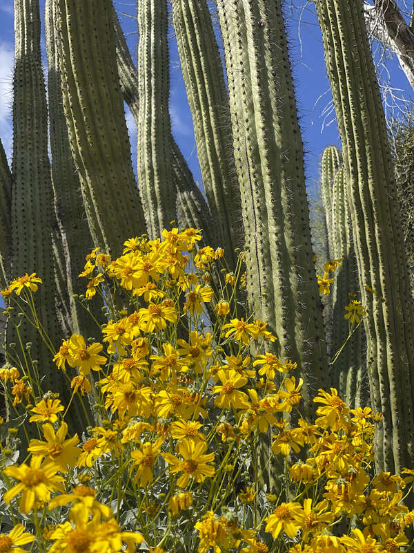 Organ Pipe Cactus with Spring Daisy, Organ Pipe Cactus National Monument, Ajo, Arizona.