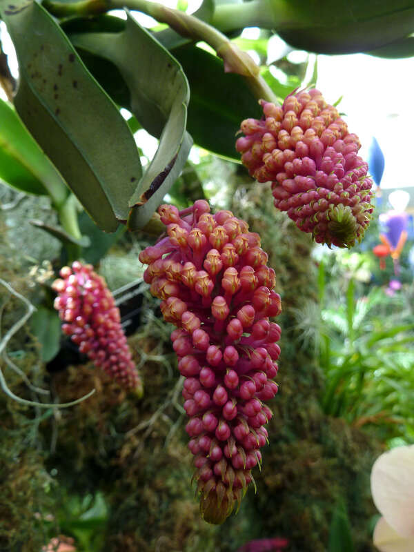 Cultivated, Missouri Botanical Garden Orchid Show, St. Louis, Missouri, USA