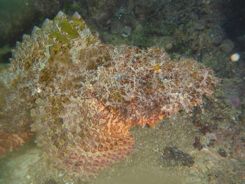 Titan Scorpionfish (Scorpaenopsis cacopsis). Species of fish.