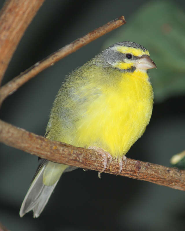 Yellow-fronted canary - Serinus mozambicus at the Cincinnati zoo.
