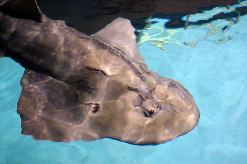 Shark ray (Rhina ancylostoma) &quot;Sweet Pea&quot; at the Newport Aquarium.