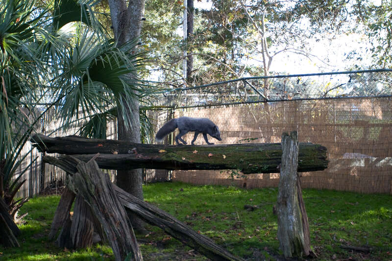 Silver fox at Audubon zoo