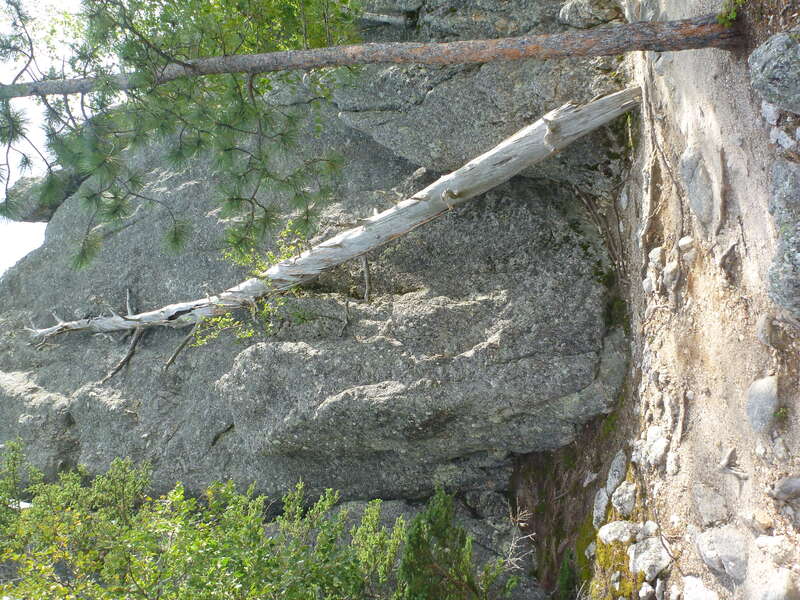 Old dead tree leaning at rock at shore of Sylvan Lake, South Dakota