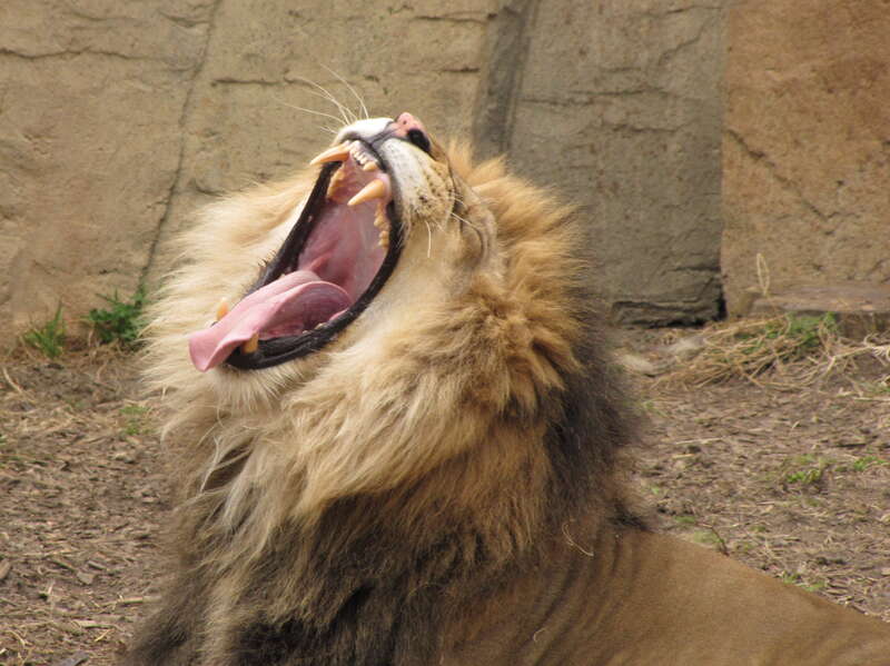 Bored? Tired? Showing off? Not sure, but it was fun to watch. He did it like 4 times while we were standing there. Of course I barely got one pic of it.