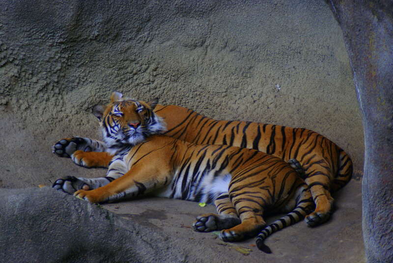 Malayan Tiger at Cincinnati Zoo