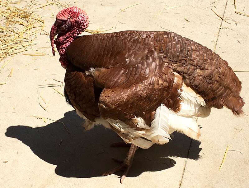 Turkey at animal farm at Cedar Point.