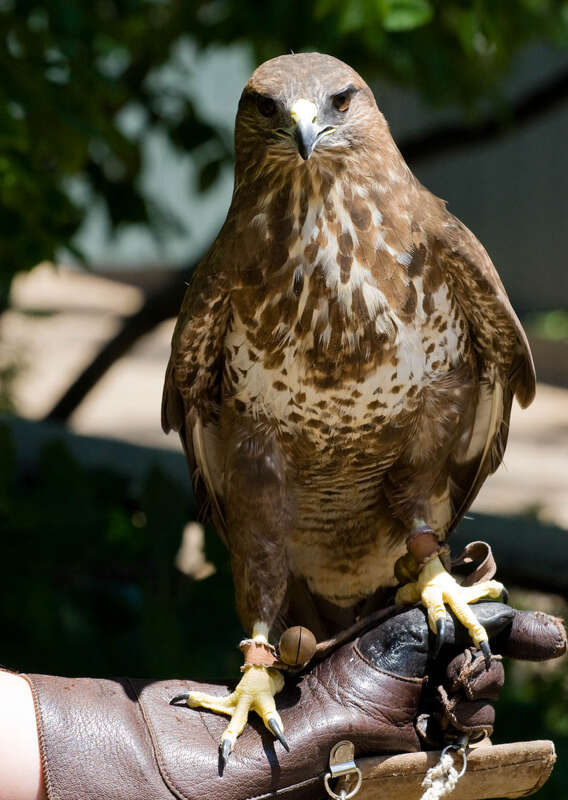 Unidentified captive Buteo