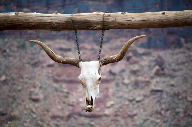 utah, north america, road trip, 2009-08 -- United States Road Trip, filtered, edited, chordata, mammalia, animalia, bovidae, artiodactyla, the west, southwest, cow, bos primigenius, moab, red cliffs lodge, skull