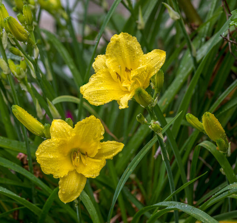 500px provided description: Yellow Lily in Virginia Beach [#spring ,#lily ,#flower ,#floral ,#leaf ,#garden ,#flora ,#botanical ,#blooming ,#in bloom ,#yellow lily ,#Virginia Beach ,#Liliaceae]