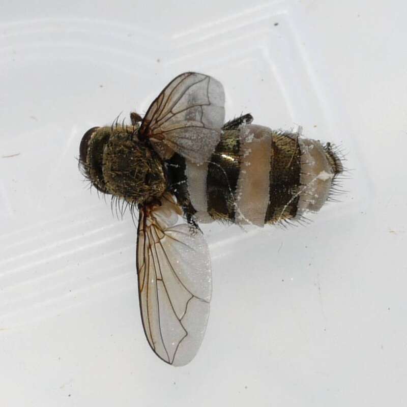 For more information about this, see the observation page at Mushroom Observer.