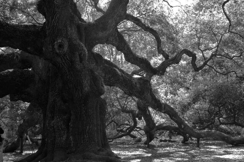 Angeblich die älteste, von Menschen festgestellte  Eiche ist die &quot;Angel Oak Eiche&quot; mit etwa 1.500 Jahren - östlich der Rocky Mountains. Manche Einheimische nennen sie einfach den Baum. Sie steht in einem bewaldeten Gebiet entlang Bohicket Road von