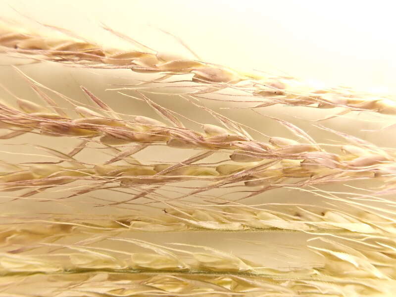 Collected in 2017 just south of Miles City at the Custer County Cemetery. The Custer County Extension agent says they have
been mistaking this grass for Digitaria (crabgrass).