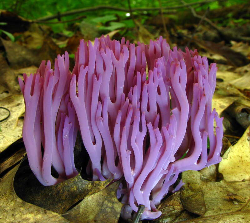 The coral fungus Clavaria zollingeri Lév. Specimen photographed in Babcock State Park, Fayette Co., West Virginia, USA.