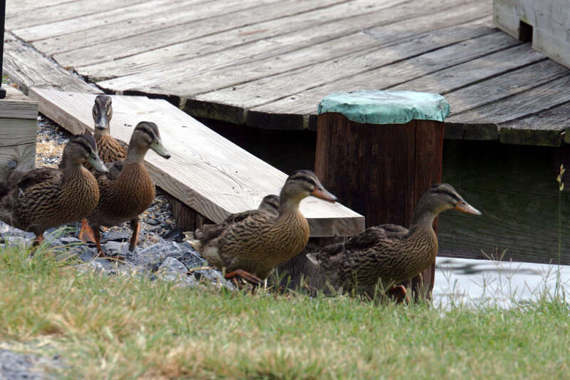 Ducks in St Michaels, Maryland, summer 2006.

Canon EOS 30D