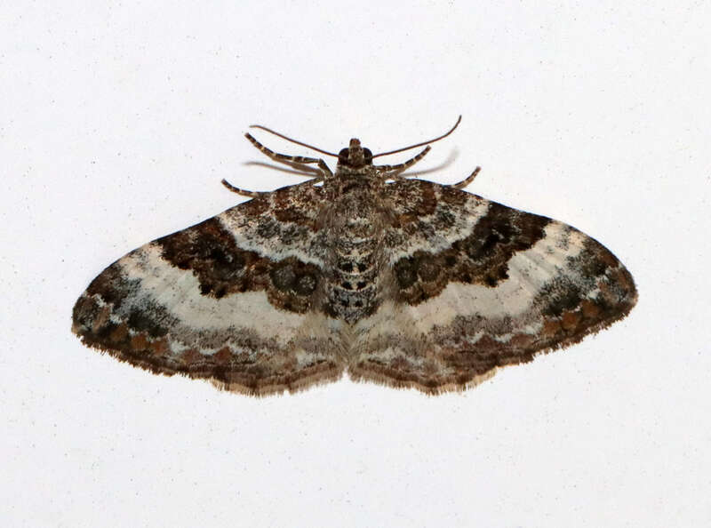 Common Carpet Moth (Epirrhoe alternata)
