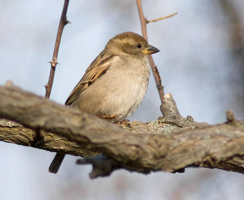 A female House Sparrow (Passer domesticus) in New Castle, Delaware.