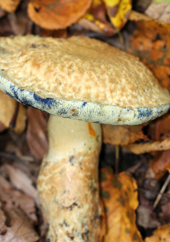 Cornflower Bolete (Gyroporus cyanescens)