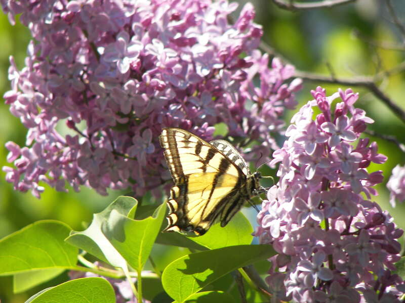 Lilacs and Butterfly
