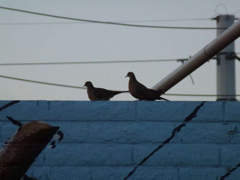 Mourning Dove - Zenaida macroura, 2013