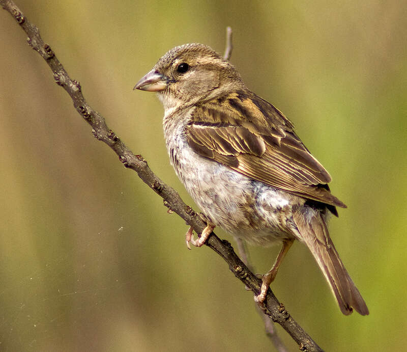 A female House Sparrow in New Castle, Delaware, United States