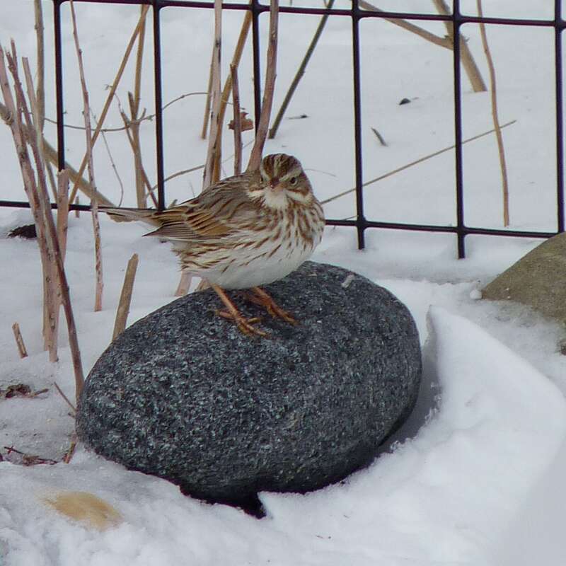 &quot;Ipswich&quot; Savannah Sparrow