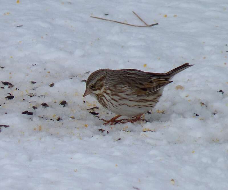 &quot;Ipswich&quot; Savannah Sparrow