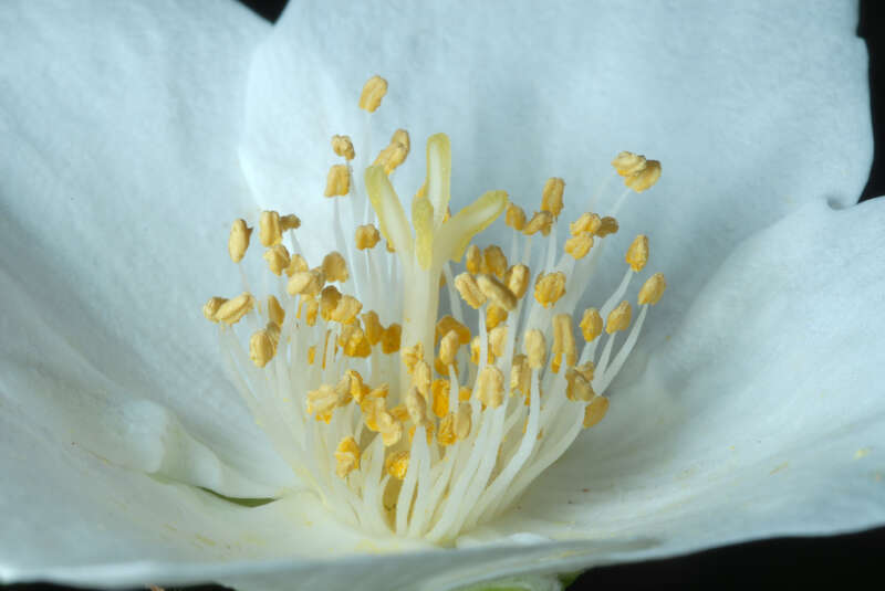 Philadelphus inodorus