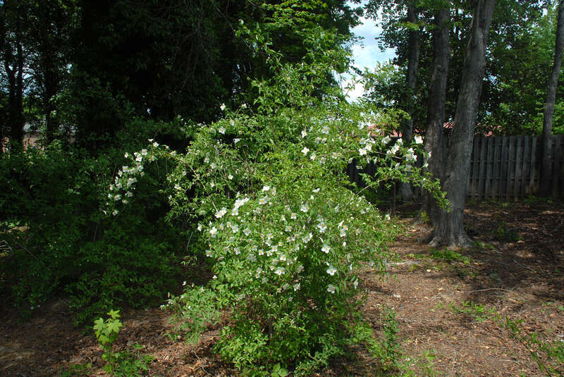 Philadelphus inodorus