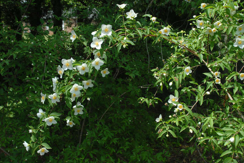 Philadelphus inodorus