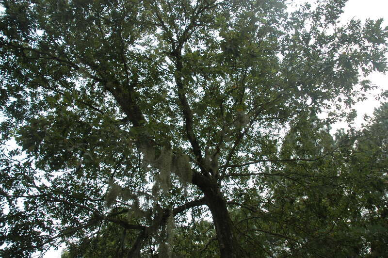 Quercus similis