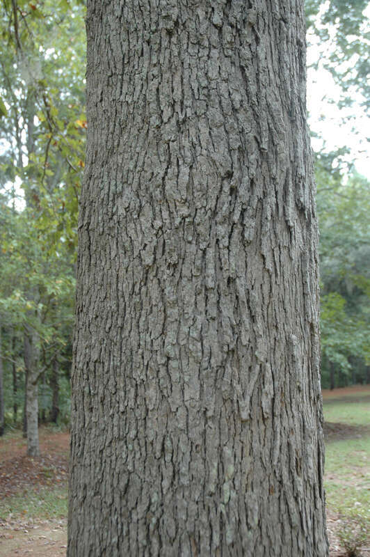 Quercus similis
