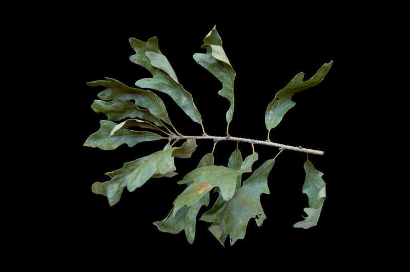 Quercus similis