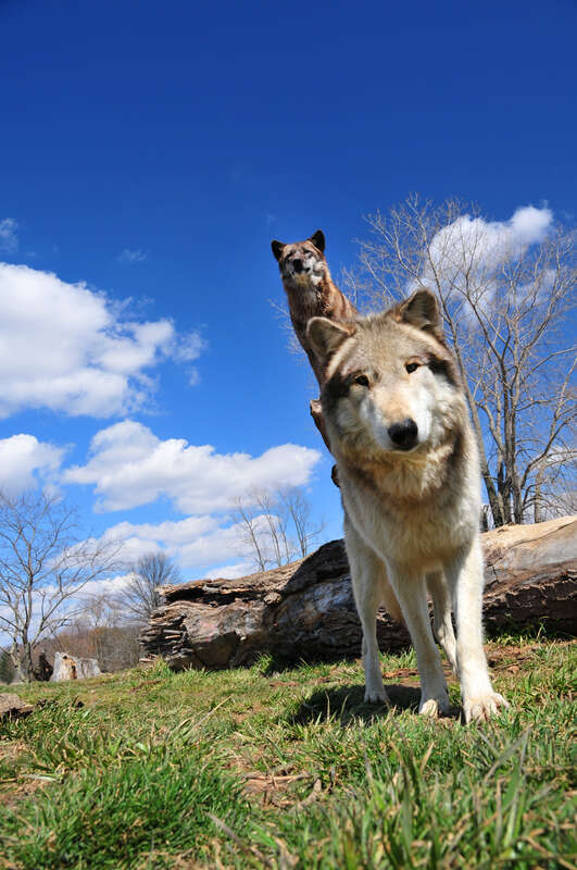 Wolf Park Battle Ground, IN


&amp;lt;a href=&quot;http://www.wolfpark.org&quot; rel=&quot;nofollow&quot;&amp;gt;www.wolfpark.org&amp;lt;/a&amp;gt;