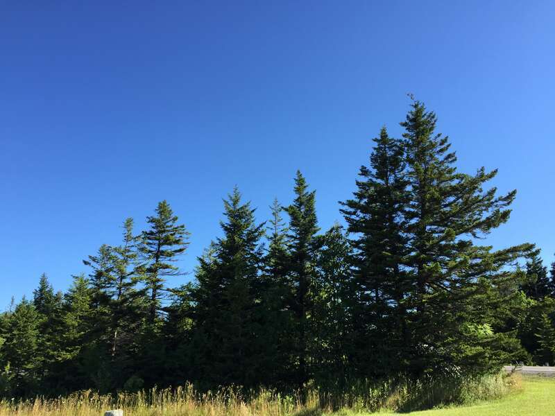 Grove of Red Spruce trees at the Big Spruce Scenic Overlook along West Virginia State Route 150 (Highland Scenic Highway) in western Pocahontas County, West Virginia
