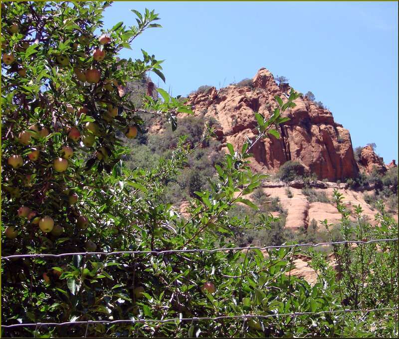 (1 in a multiple picture set)
The grove is part of an old farm.  The fellow found the climate in the canyon was perfect for growing apples.  But he also had access to water as Oak Creek flows through the farm. For a combination of green grass, trees,