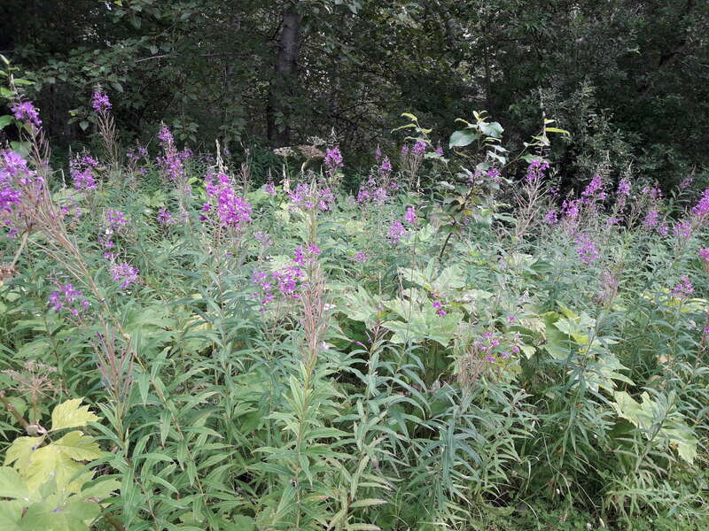 By ovedc - Talkeetna