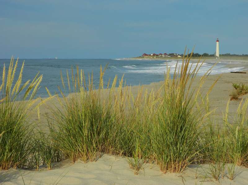 Cape May Lighthouse, with native beach grasses, New Jersey