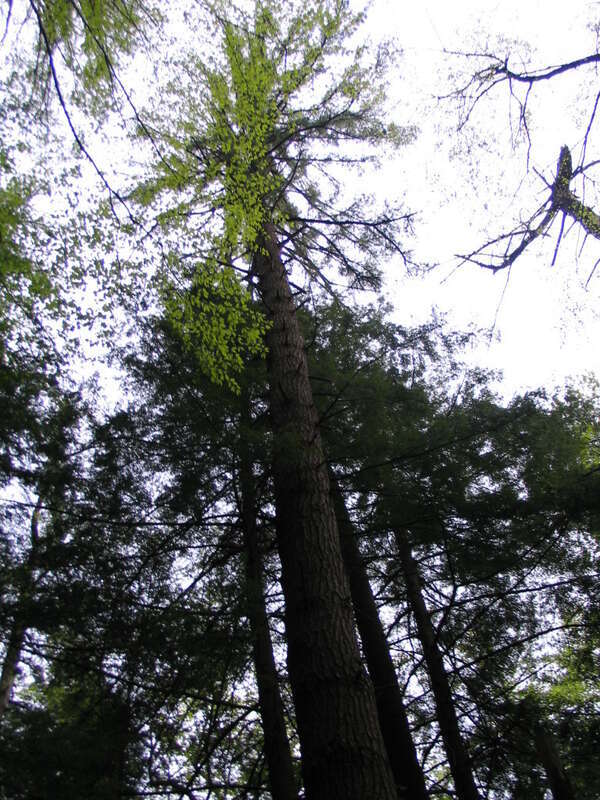 cook forest trail 53