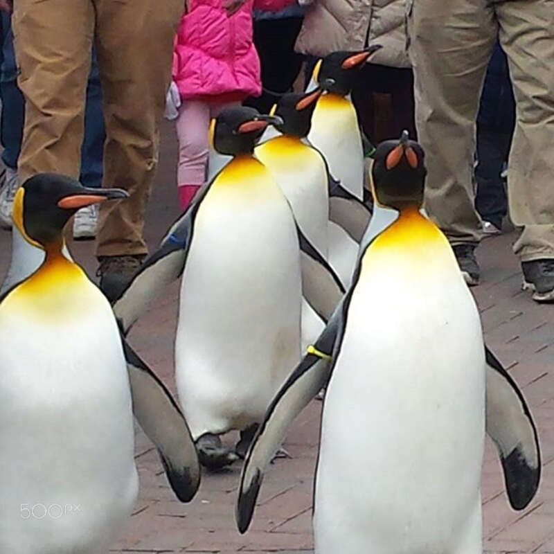 500px provided description: This was a King Penguin march we attended. They are such awesome animals! [#birds ,#penguin ,#penguins ,#aves ,#king penguin ,#king penguins]