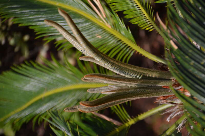 Liliʻuokalani Park and Gardens (a0005160)