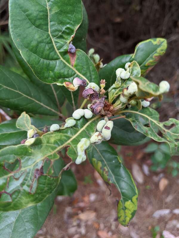 Swamp Bay (Persea palustris)