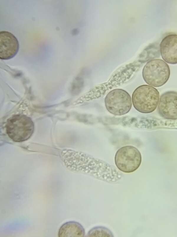 Many-Headed Slime (Physarum polycephalum)